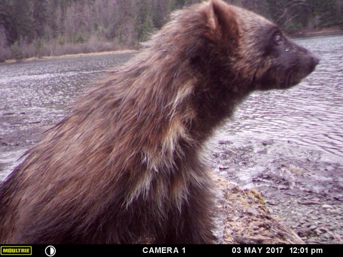 MOULTRIE DIGITAL GAME CAMERA