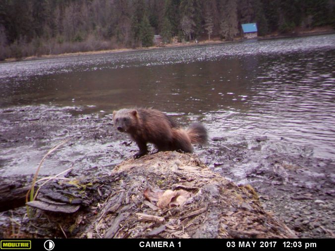 MOULTRIE DIGITAL GAME CAMERA