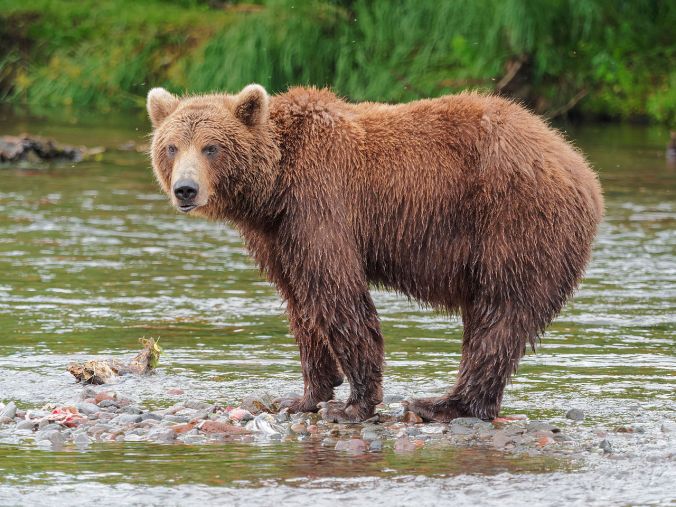 Kamchatka_Brown_Bear_near_Dvuhyurtochnoe_on_2015-07-23