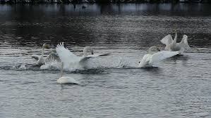 swans