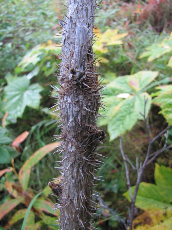 devils-club-stem-and-spines248285154.jpg