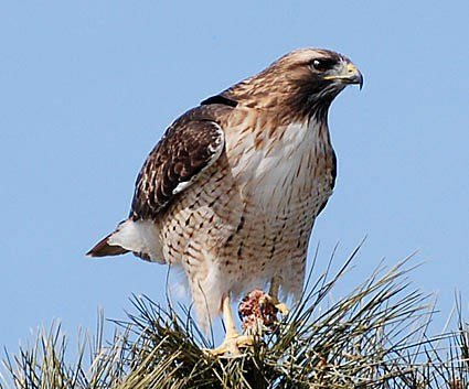 red_tailed_hawk_62097115964.jpg
